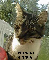 Romeo
  + 1999